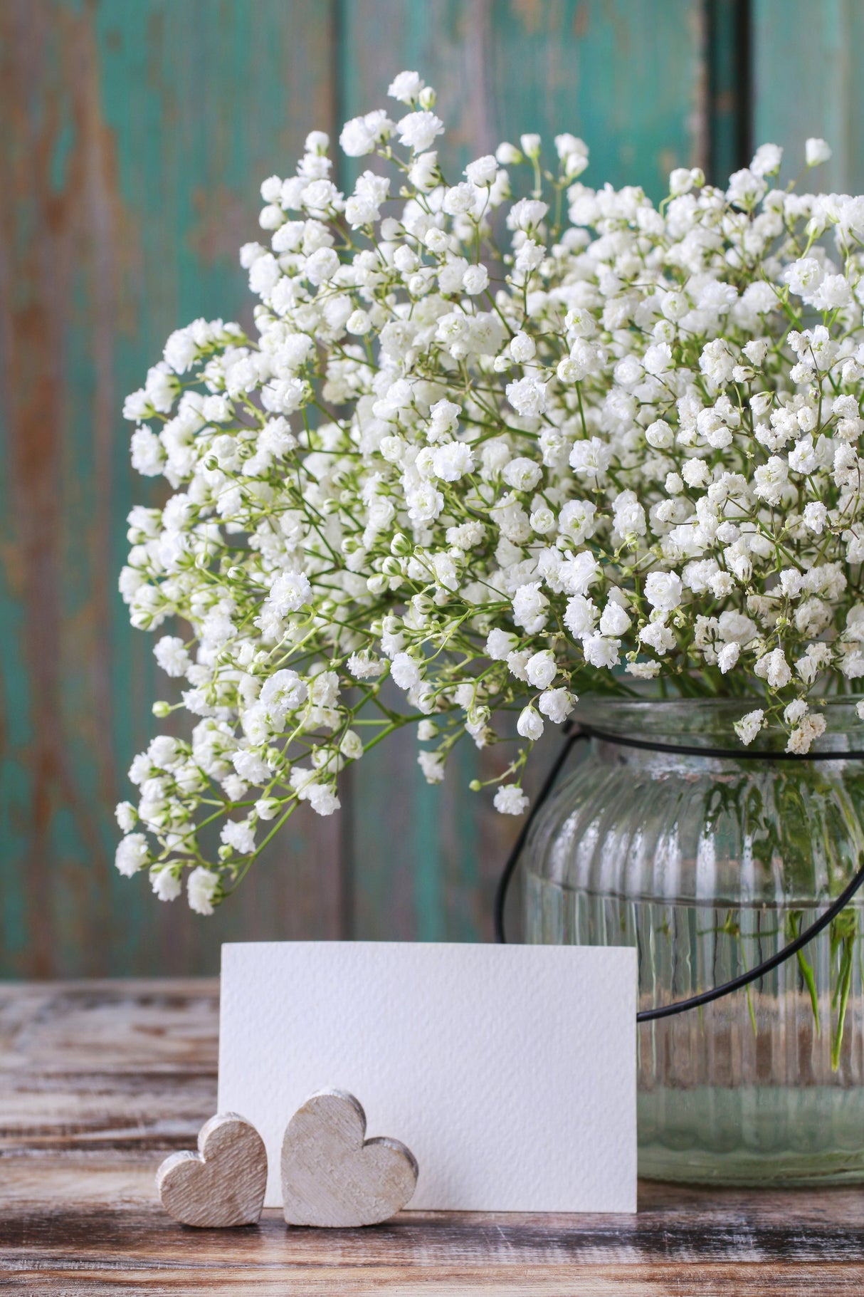 Baby's Breath (Gypsophila) Flower seeds