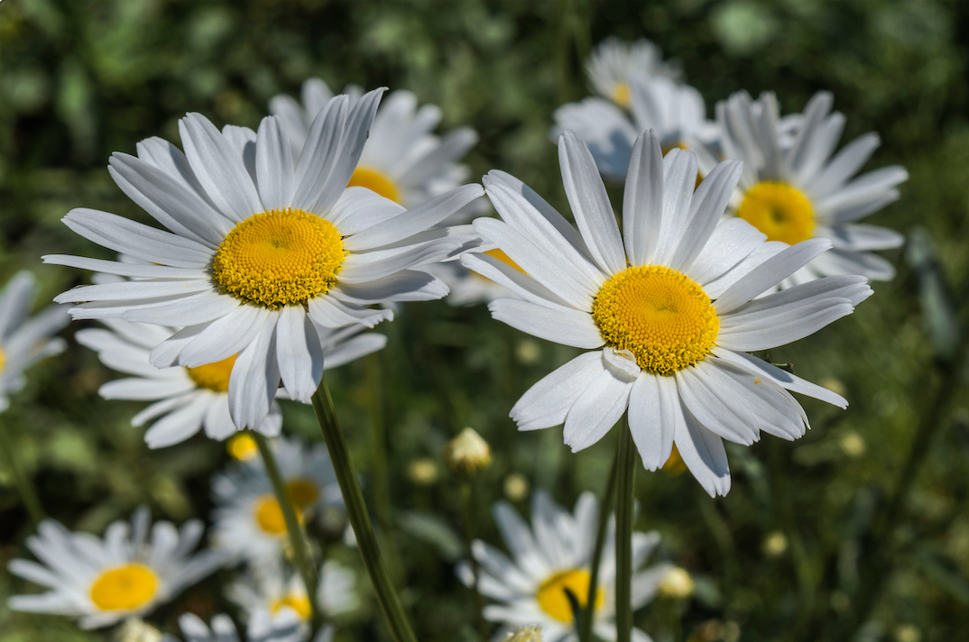 Close-up of Ox-Eye Daisy seeds for planting in full sun gardens