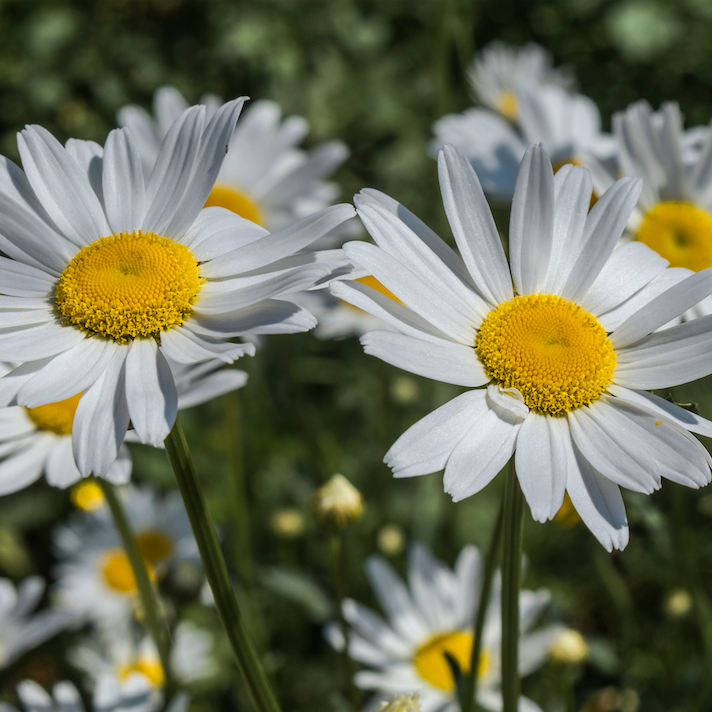 Daisy, Ox-Eye Flower seeds