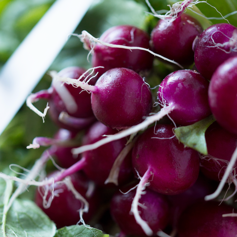 Radish - Beauty, Purple seeds