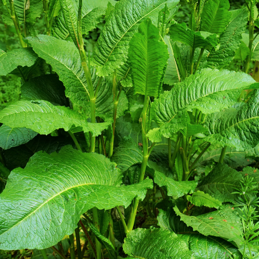 Sorrel - Large leaf seeds