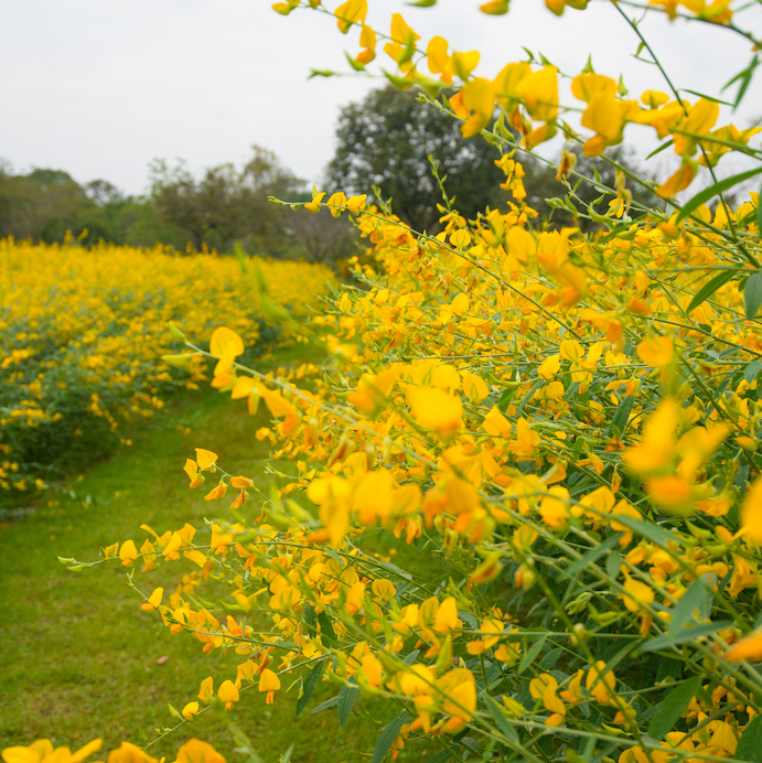 Cover Crop - New Sunn Hemp seeds