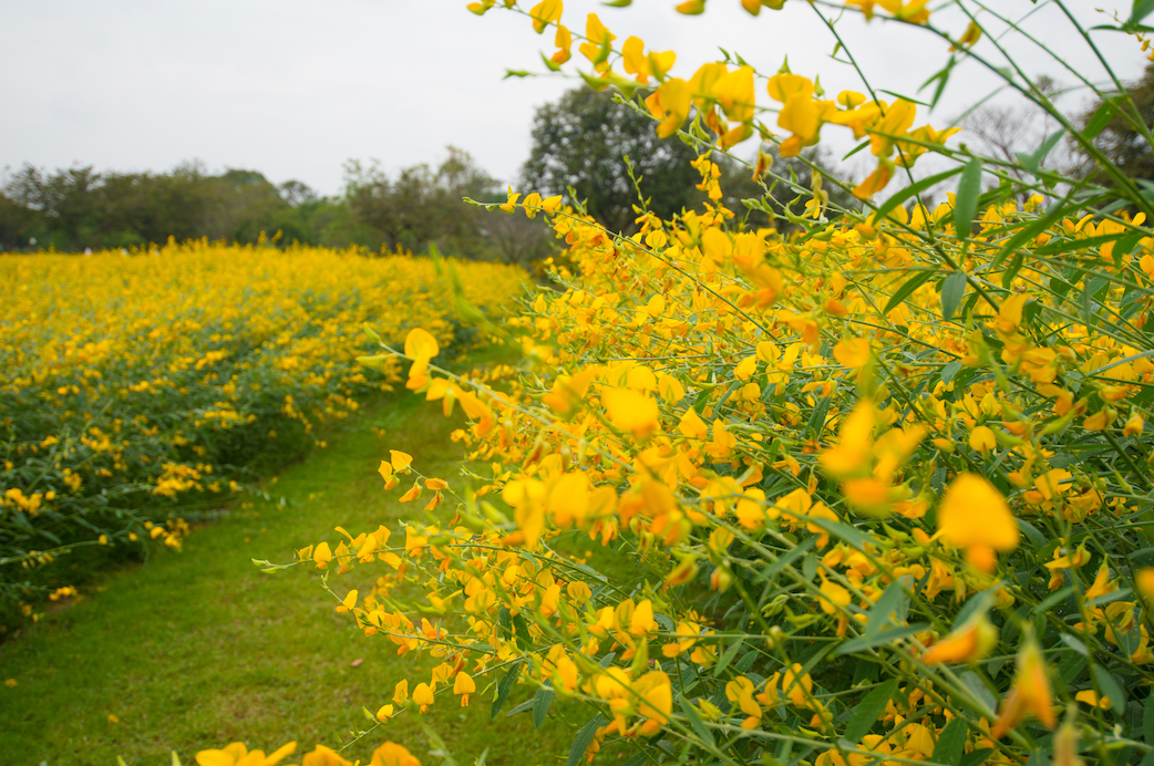 Cover Crop - New Sunn Hemp seeds