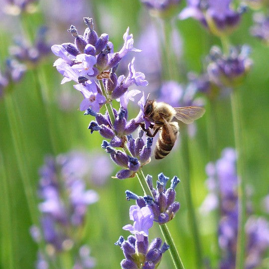 Lavender, Vera Flower seeds