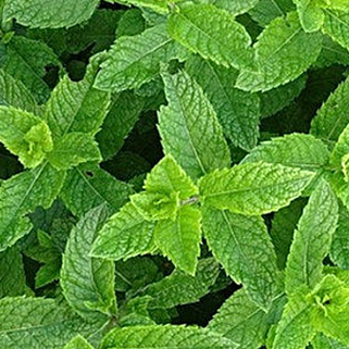 Mint - Peppermint seeds