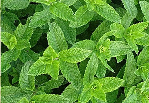 Mint - Peppermint seeds