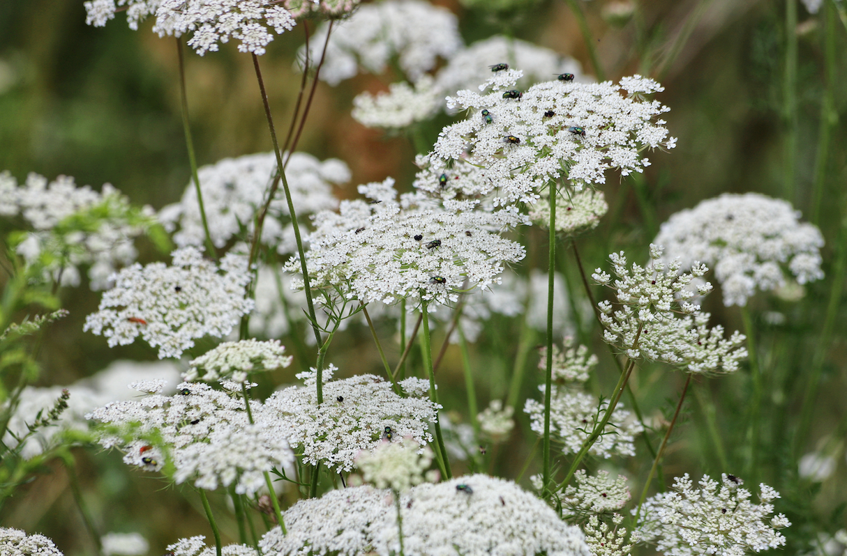 Queen Anne's Lace Flower seeds