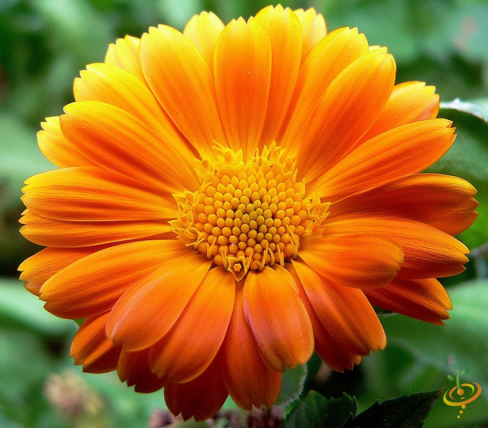 Wildflowers annual seed mix by SeedsNow, featuring African daisies and colorful wildflower blooms for garden planting.