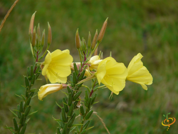 Wildflower mix image showing vibrant evening primrose and other colorful wildflowers from SeedsNow Exotic Mountain Scatter Garden Seed Mix