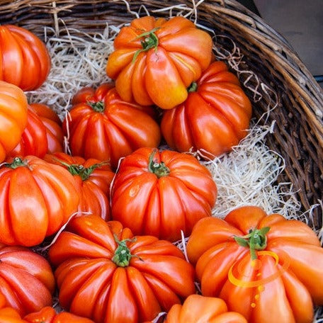 Buy Ponderosa Red Beefsteak tomato seeds online in the USA! | 2-3 lbs!