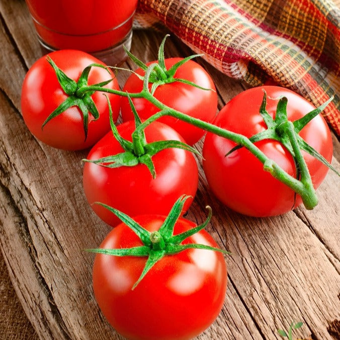 Bonny Best heirloom tomato seeds to order online from the USA. For canning, ketchup, and fresh slices. Open-pollinated OP USA-quality, NON-GMO organic seeds & more!