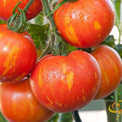 Buy Mr. Stripey tomato seeds online in the USA | Large 2 lb. fruits!