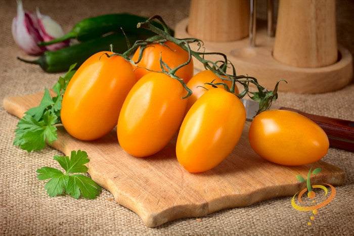 Yellow Pear Tomato Seeds | Cluster of ripe yellow pear tomatoes on vine placed on wooden cutting board with parsley leaves nearby