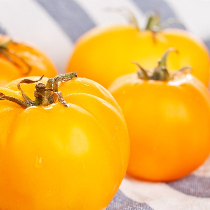 Tomato Golden Sunray Seeds | Bright Orange-Yellow Indeterminate Tomato
