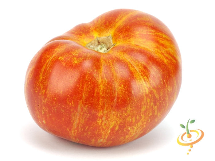 Indeterminate Mr. Stripey tomato seeds from SeedsNow, showing vibrant striped tomato fruits and green foliage.