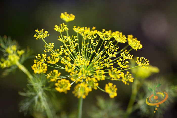 Fresh fennel Florence seeds from SeedsNow, showing green fennel bulbs and feathery fronds in a natural setting.
