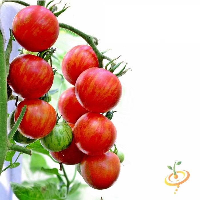 Cluster of ripe red and orange striped Tigerella tomatoes on the vine, showcasing high quality heirloom organic Tomato Tigerella seeds.