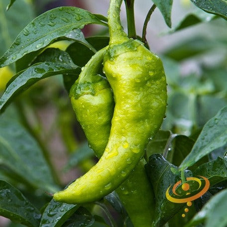 Pepper (Hot) - Big Jim ๐ฅ (HYBRID) - SeedsNow.com