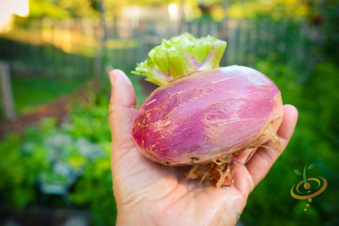 Hand holding a heirloom non-GMO purple top white globe turnip with purple skin and green leaves in a garden background