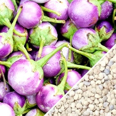 Round mauve eggplant (aubergine) with seeds close-up, heirloom variety
