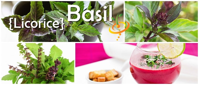 Fresh basil plant with Licorice seeds from SeedsNow, showcasing vibrant green leaves and seed packets for herbal gardening.