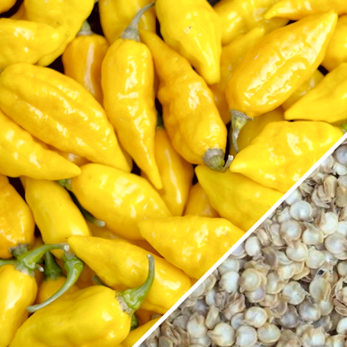 Pepper (Hot) - Devil's Tongue, Yellow π₯π₯π₯π₯π₯ - SeedsNow.com
