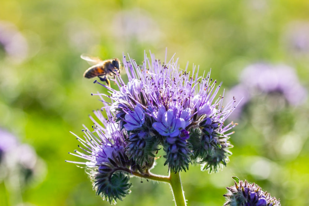 Close-up of vibrant blue Phacelia lacy flower blooms from SeedsNow-Flowers, showcasing detailed petals and green foliage.
