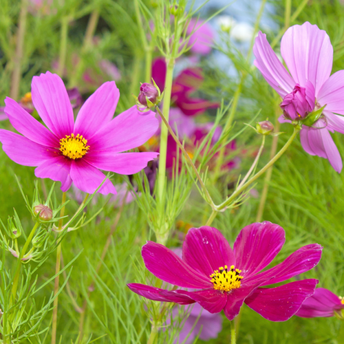 Buy Cosmos Wildflower Scatter Garden Seed Mix to order from USA now!