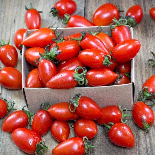 San Marzano tomato seeds to buy in the USA. Indeterminate, exceptional flavor, Italian heirloom tomato! Open-pollinated USA-quality, NON-GMO organic seeds & more!