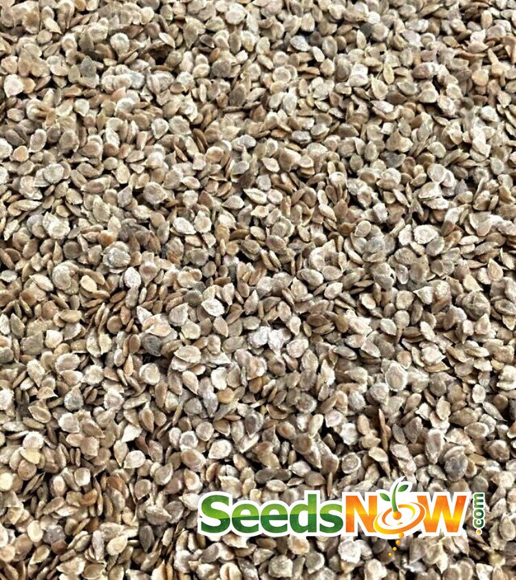 Pink Beefsteak Tomato indeterminate seeds from SeedsNow, showing vibrant pink tomato seeds ready for planting.
