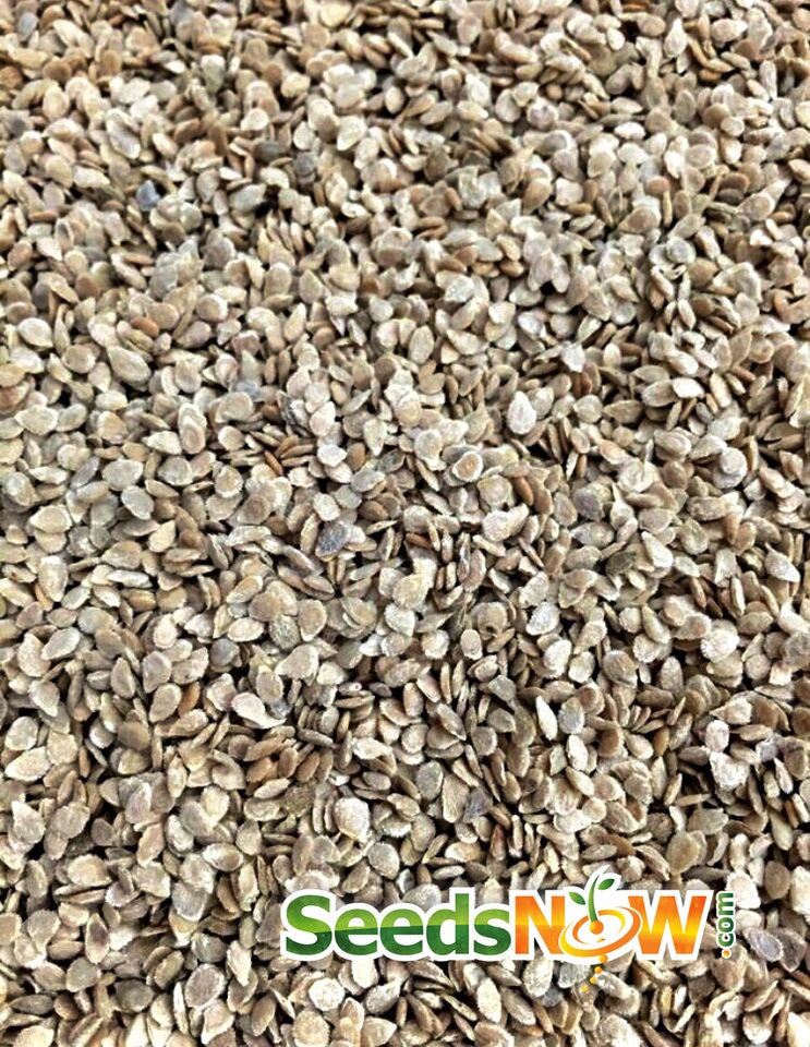 Close-up of many small light brown Tomato - Caribe seeds suitable for heat and container gardening