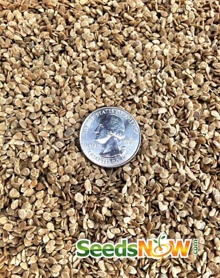 Close-up of Tomato Caribe seeds with a US quarter for size comparison and SeedsNow logo