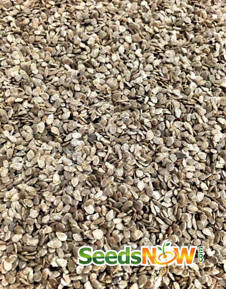 Cherokee Purple indeterminate tomato seeds from SeedsNow, showing dark purple, heirloom tomato seeds in a close-up image.