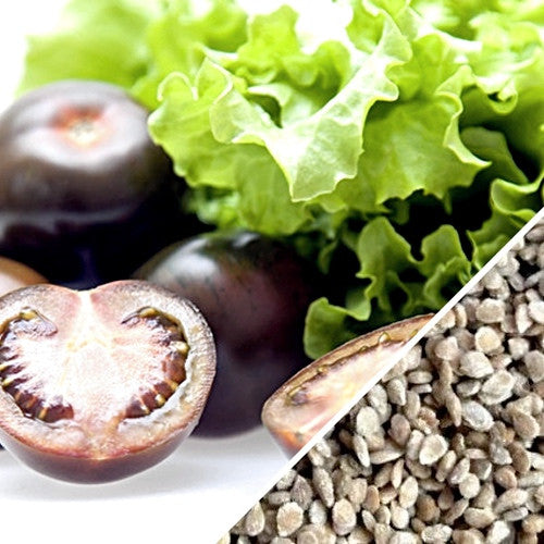 Black Cherry Tomato fruit and seeds with fresh green lettuce leaves in the background
