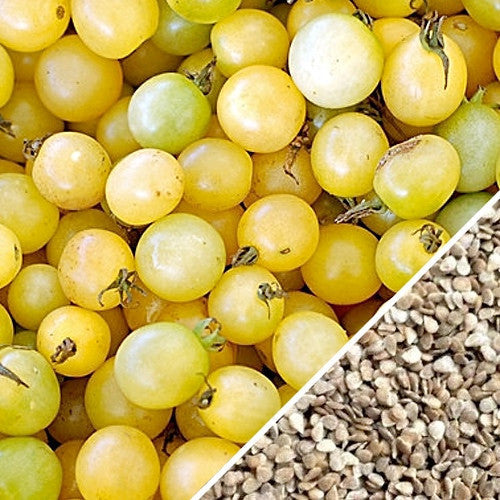 White cherry tomato indeterminate seeds from SeedsNow, showing small round white tomato seeds on a white background.