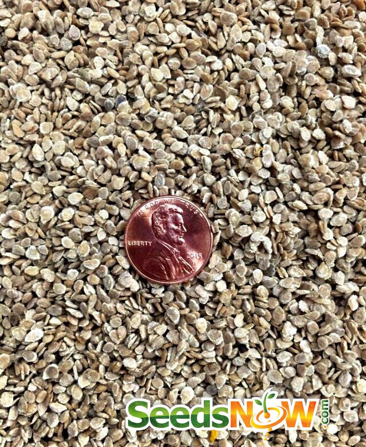 Indeterminate Creole tomato seeds from SeedsNow, showing vibrant tomato seeds and fresh green foliage in the image.