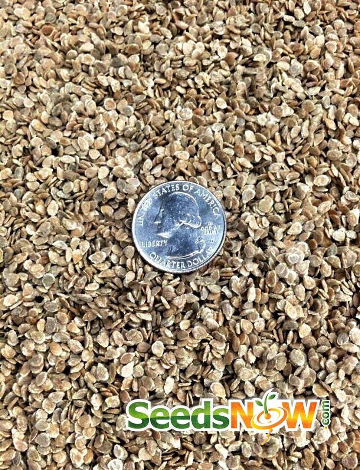 Close-up of Tomato Floradade seeds with US quarter for size comparison, non-GMO heirloom variety by SeedsNow.com