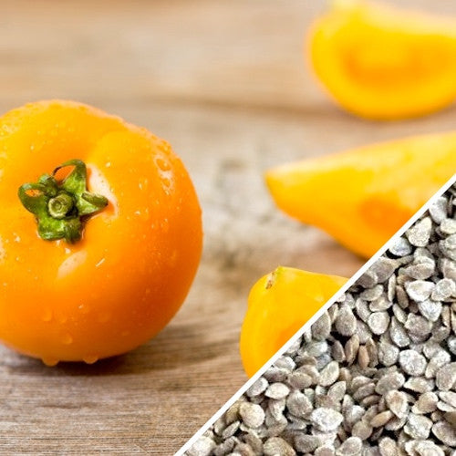 Golden Sunray indeterminate tomato seeds from SeedsNow, showing vibrant seed packets for growing sweet, golden tomatoes.