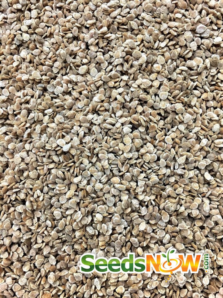 Image of SeedsNow Marglobe Supreme indeterminate tomato seeds in packaging, ready for planting in a vegetable garden.