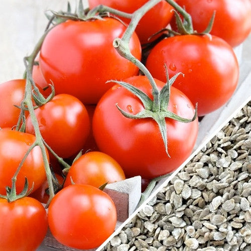Indeterminate Tomato Money Maker seeds from SeedsNow, showing vibrant green tomato plants with lush foliage.