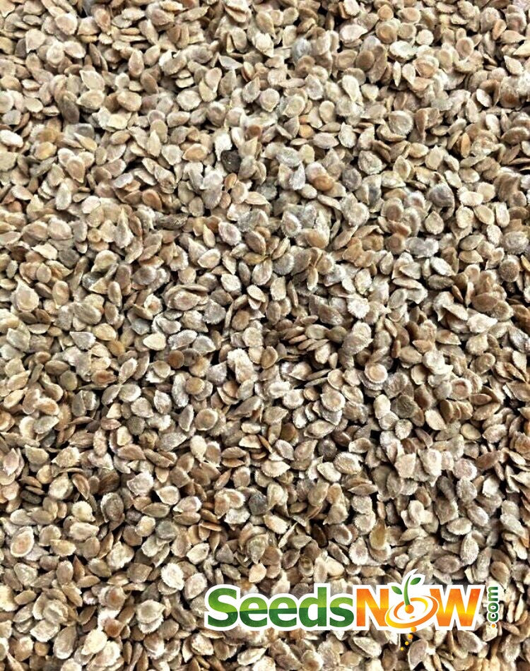 Indeterminate Mortgage Lifter tomato seeds from SeedsNow showing a close-up of vibrant, healthy tomato seed packet with colorful branding