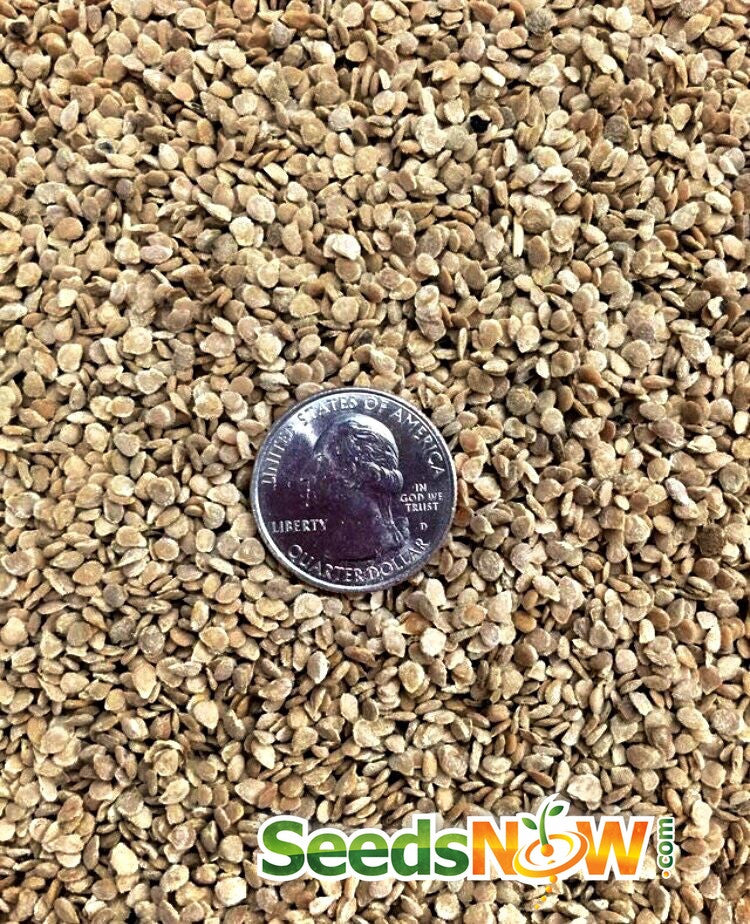 Mr. Stripey indeterminate tomato seeds from SeedsNow, showing vibrant striped tomato seeds on a white background.