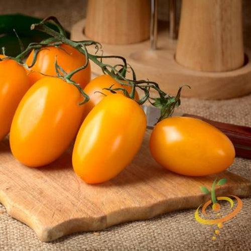 Shop Yellow Pear tomato seeds for sale online in USA. Indeterminate, pear-shaped, sweet, mild flavor! Open-pollinated USA-quality, NON-GMO organic seeds & more!