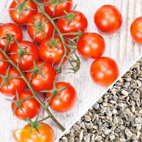Bright red Tomato Tiny Tim fruits on vine next to small tomato seeds on white wooden surface