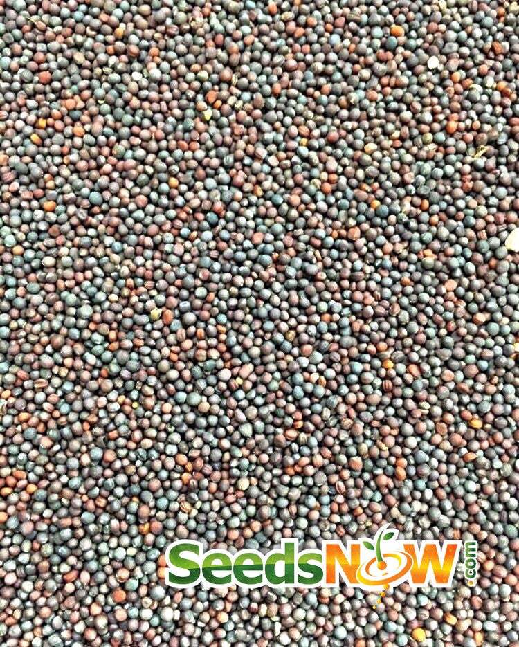 Close-up of Purple Top White Globe turnip seeds from SeedsNow.com