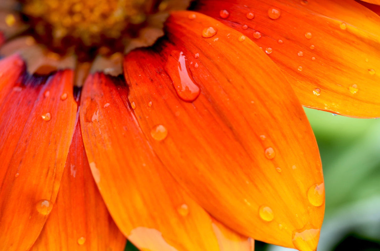 African Flake Daisy flower seeds from SeedsNow-Flowers, showcasing vibrant yellow blooms and green foliage.