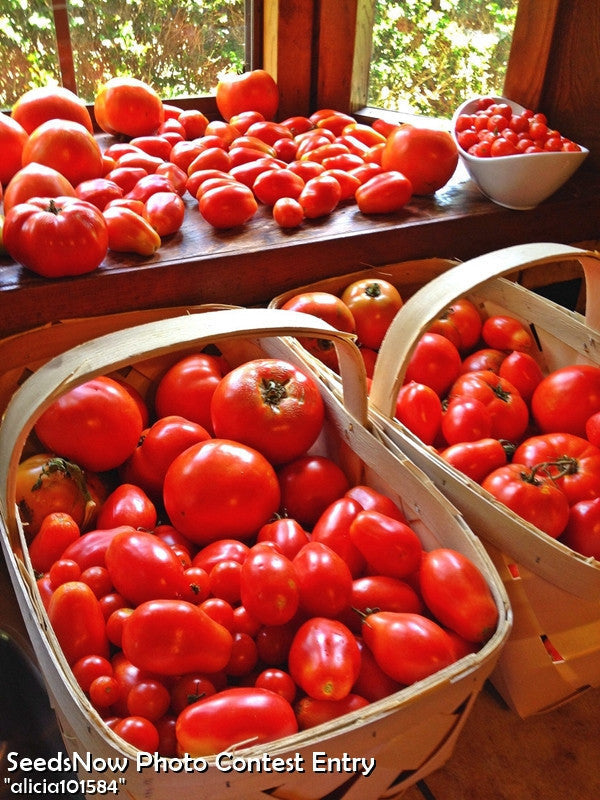 Image of SeedsNow Homestead determinate tomato seeds in packaging with seeds and label visible.