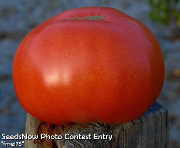 Bright red medium-sized Tomato Floradade fruit resting on wooden post