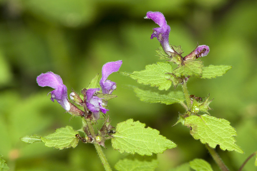 Horehound Seeds from SeedsNow showing small, dark horehound plant seeds on a white background for planting and gardening.