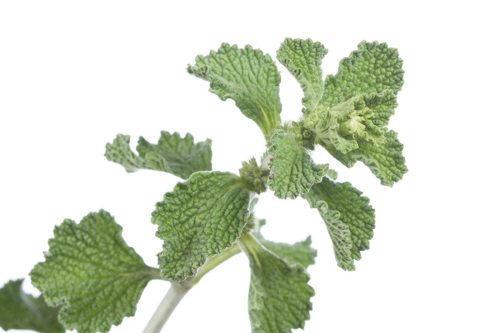Horehound seeds from SeedsNow, small brown seeds used for planting horehound herb in natural herb gardens.
